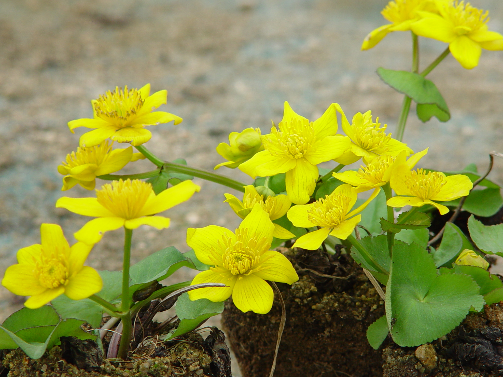 Caltha palustris var. membranacea